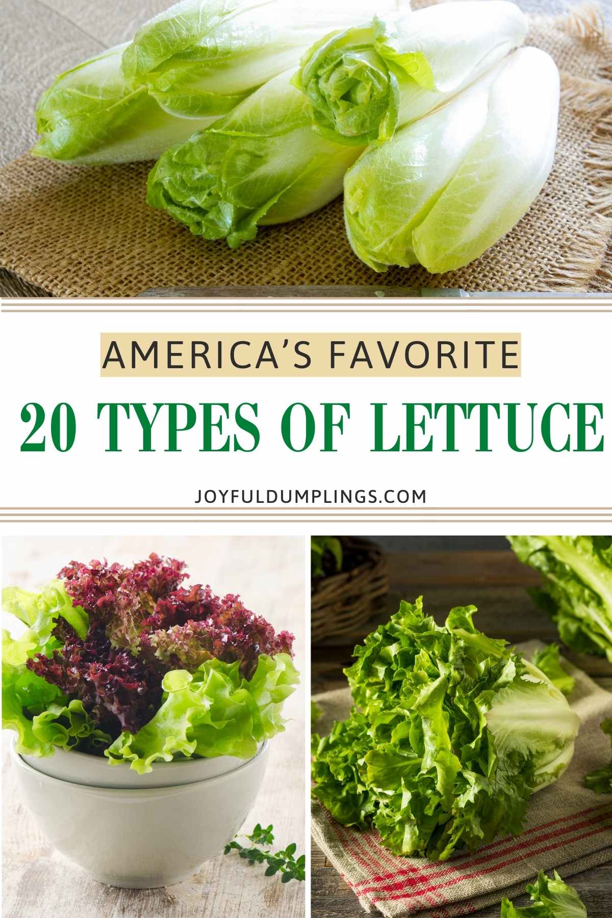 AMERICA’S FAVORITE 20 TYPES OF LETTUCE