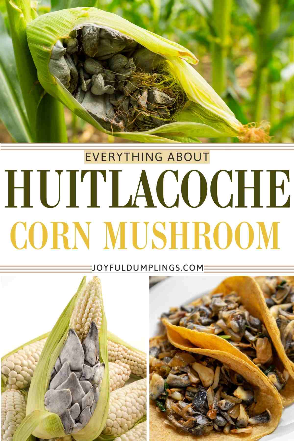 Huitlacoche (Corn Smut) – A Prized Mushroom Delicacy!