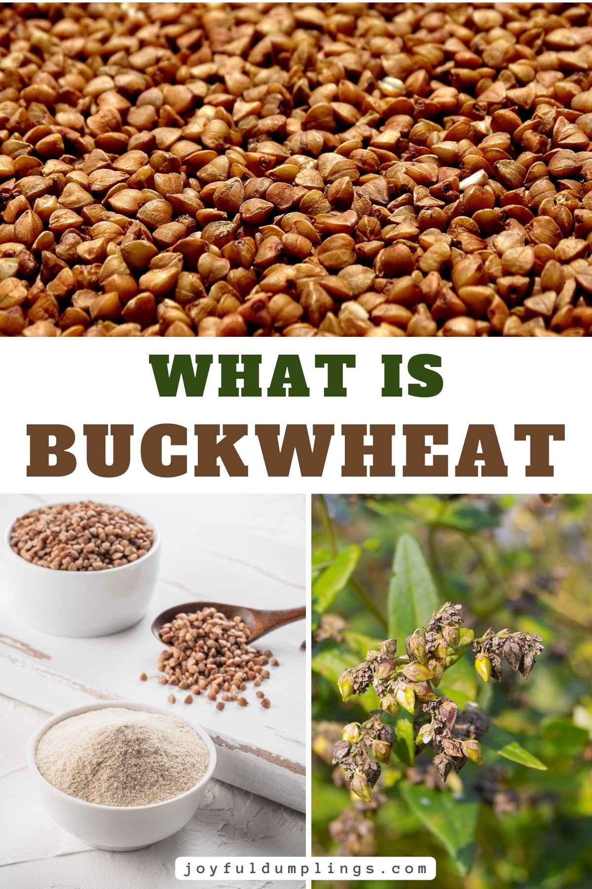 What is Buckwheat? Your Questions Answered!