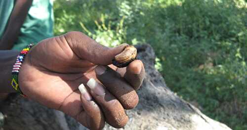 CASHEW NUTS FROM KILIFI