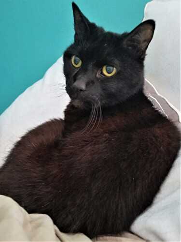 Sweet Saturday: 08/17/19 - Let Them Eat Gluten Free Cake