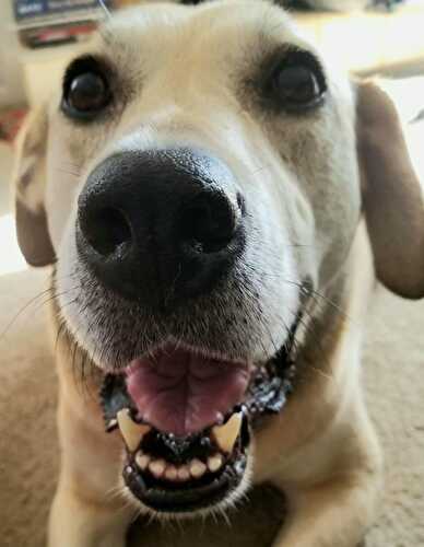 Sweet Saturday: 11/30/19 - Let Them Eat Gluten Free Cake