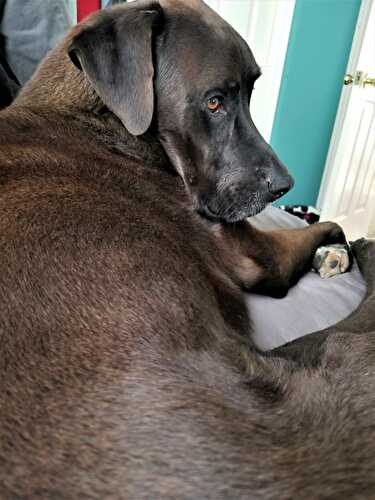 Sweet Saturdays: 06/08/19 - Let Them Eat Gluten Free Cake