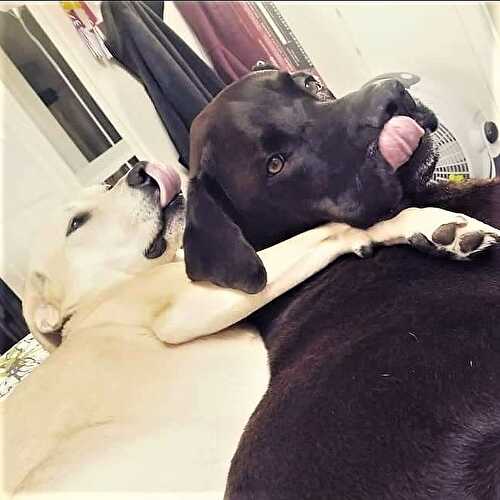 Sweet Saturdays: 06/15/19 - Let Them Eat Gluten Free Cake