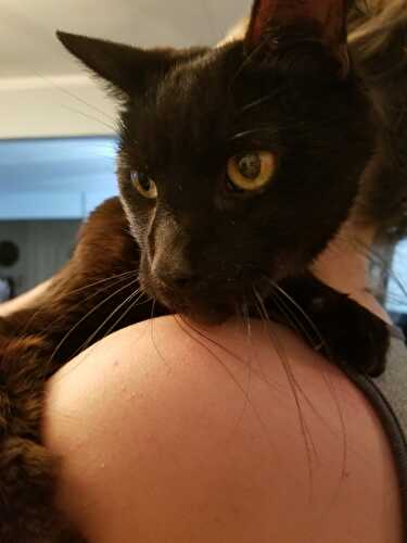 Sweet Saturdays: 07/13/19 - Let Them Eat Gluten Free Cake