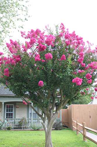 Sweet Saturdays: 08/03/19 - Let Them Eat Gluten Free Cake