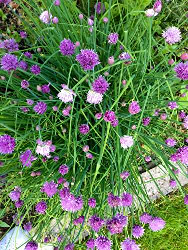 Chive Bloomer
