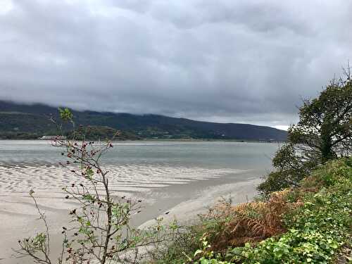 Gingerbread Welsh Cakes