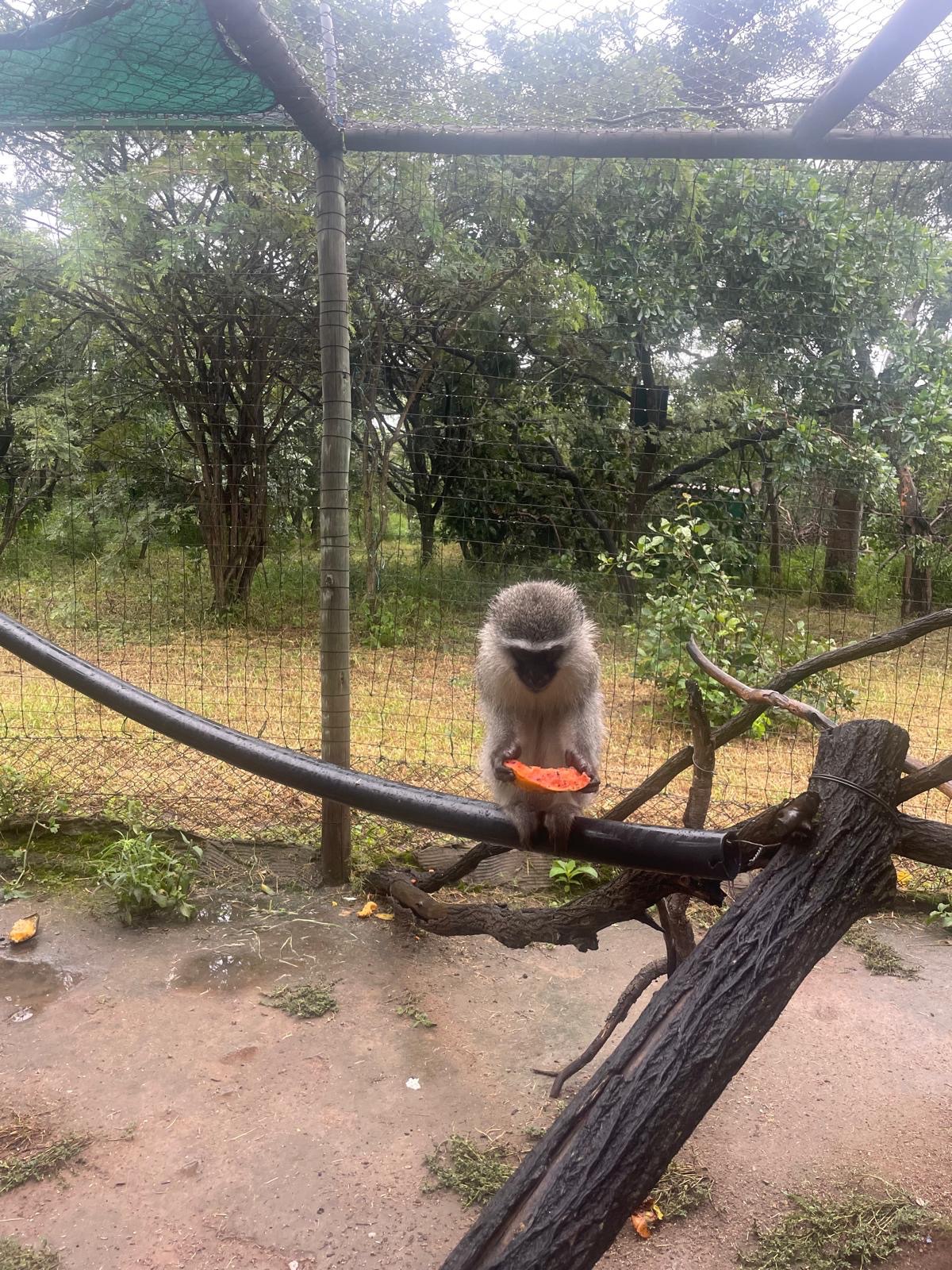 Volunteering Abroad with allergies – the Vervet Monkey Foundation