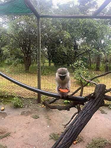 Volunteering Abroad with allergies – the Vervet Monkey Foundation