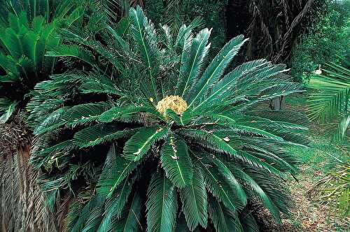 Cycads - Prehistoric Plants For Your Garden – MK Library