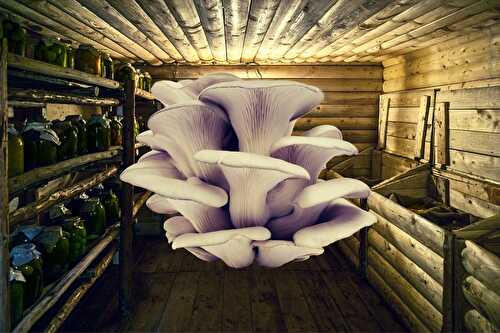 5 Ways to Store Oyster Mushrooms Properly