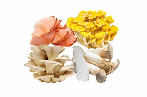 Common Types of Oyster Mushrooms for Cooking