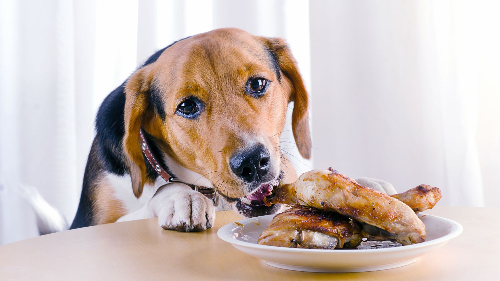 14 Delicious Foods Even Your Dog Will Love And Won’t Get Sick