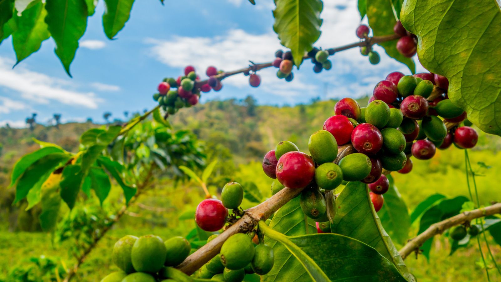 14 Delicious Foods You Won’t Be Able To Buy Anywhere Soon