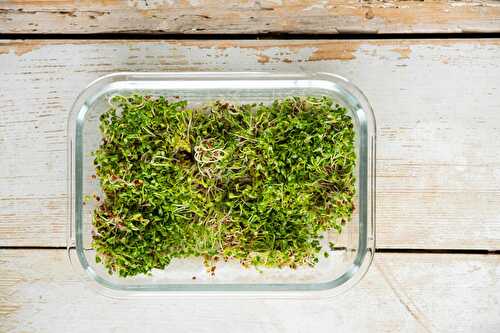 How to Grow Broccoli Sprouts and Broccoli Sprouts Benefits [Video]