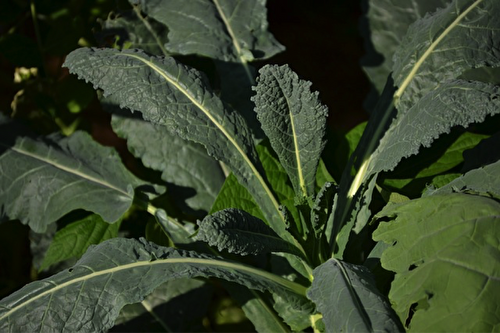 5 Health Benefits of Eating Kale and Kale Growing Tips