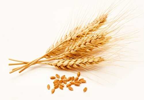Celiac and Wheat Allergy - Similar But Not the Same