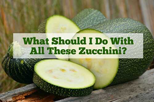 What Should I Do With All These Zucchini?