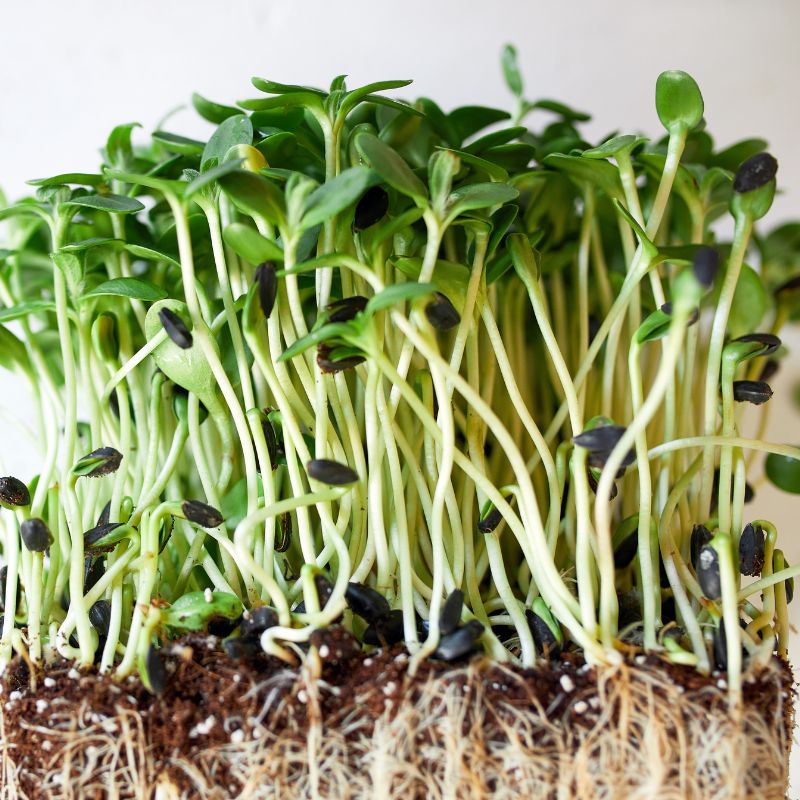 7 Amazing Health Benefits of Sunflower Sprouts (And How To Make Them Yourself)