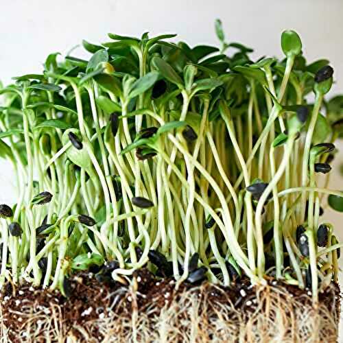 7 Amazing Health Benefits of Sunflower Sprouts (And How To Make Them Yourself)