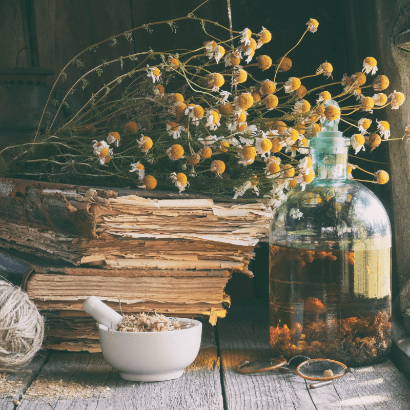 37 Herbal Books For Beginners (Herbalism Bookshelf)