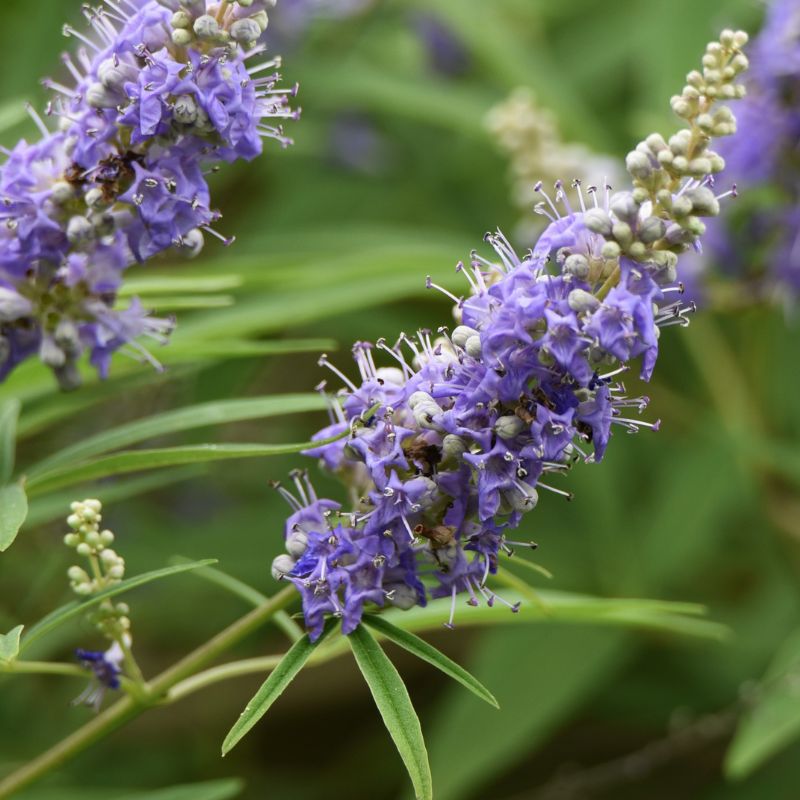 Guide To Managing Menopause Symptoms With Herbs