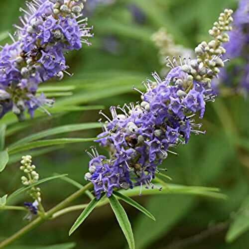 Guide To Managing Menopause Symptoms With Herbs