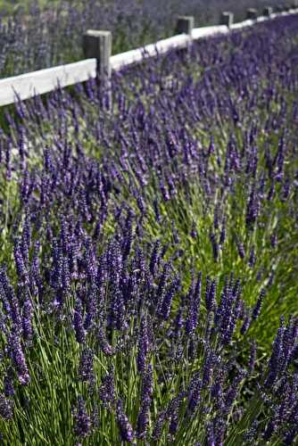 Sequim Lavender Festival