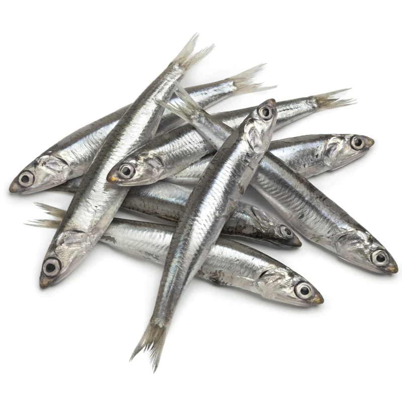 Anchovies, small fish with a big impact