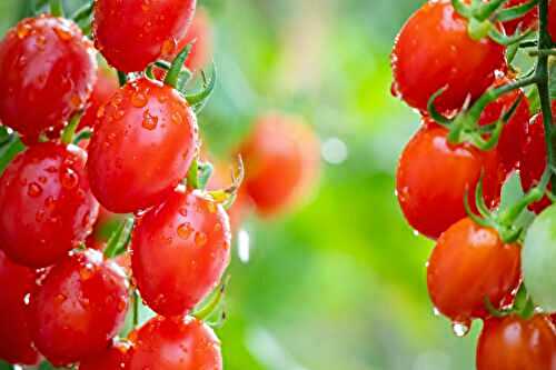 What do you really know about tomatoes? There’s a lot more behind their color than meets the eye….
