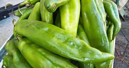 Hatch Chile's for Relleno's