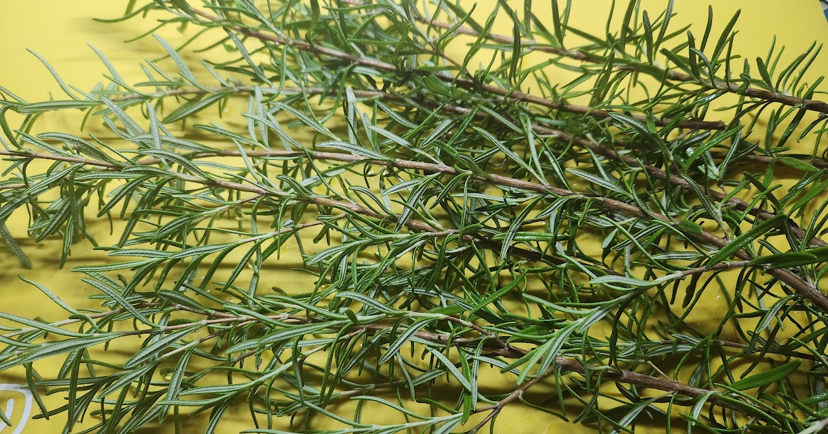 Drying Rosemary 