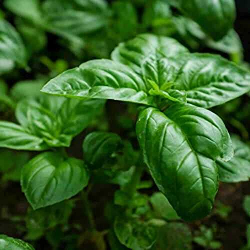 What Does Basil Taste Like? And How to Use it