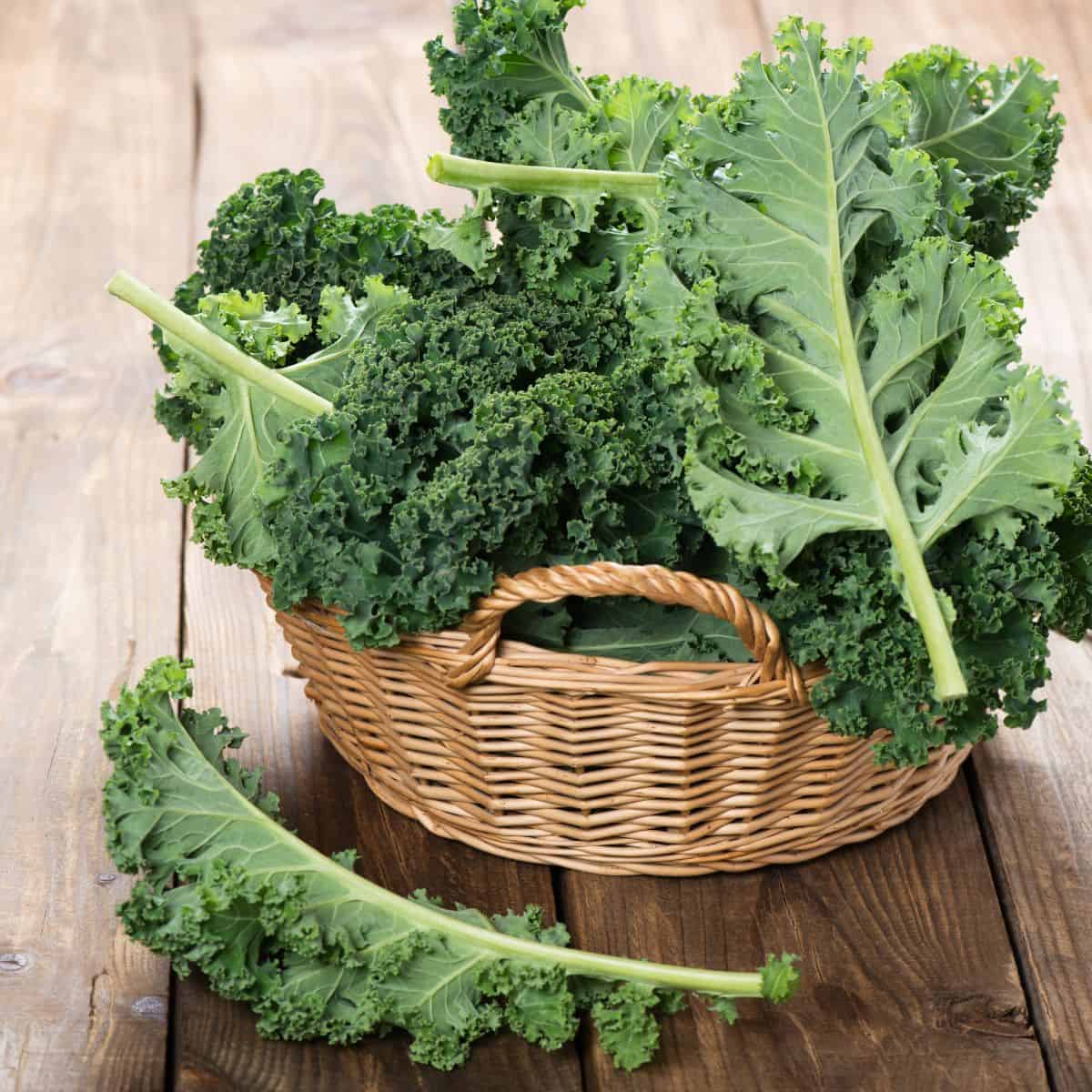 What Does Kale Taste Like? Plus Tasty Recipes