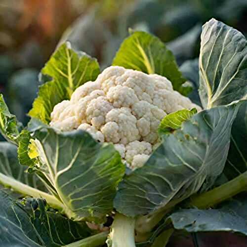 What Does Cauliflower Taste Like? Plus Tasty Recipes