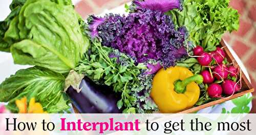 How to Interplant to Get the Most out of a Small Vegetable Garden