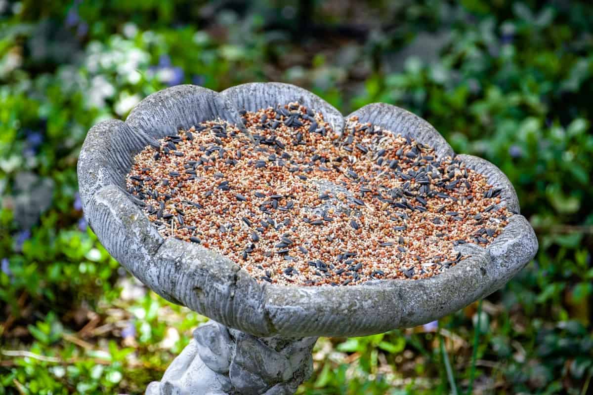 DIY Bird Feeders for the Yard