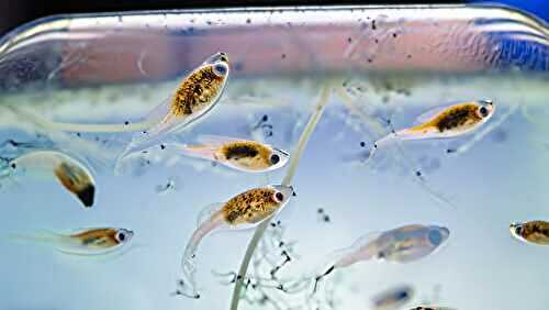 Gut organisms are essential for social behavior in fish