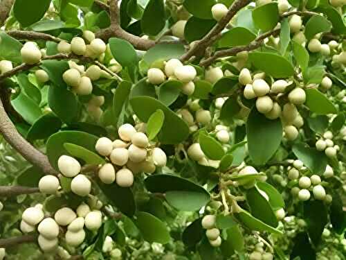 Delicious and Easy Macadamia Nut Recipes