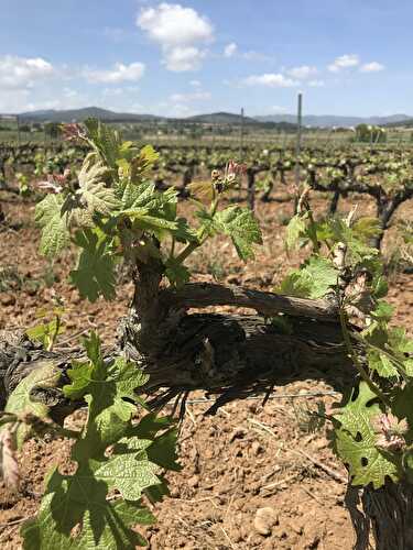 Pénedes, Spain Winery Adventure (2019) - Tastefully Grace