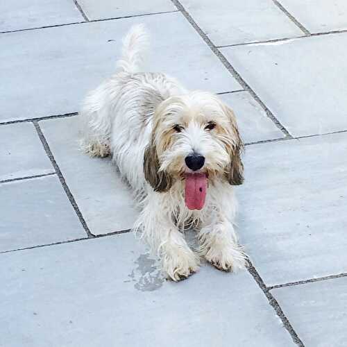 Pupdate - The Delectable Garden Food Blog