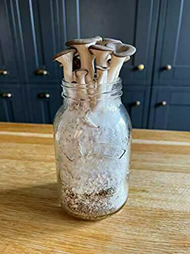 How to grow Mushrooms in coffee grounds