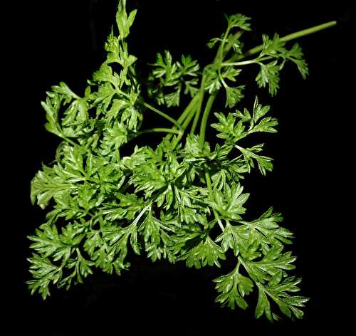 What is Chervil? Taste, Uses, and Chervil Substitute