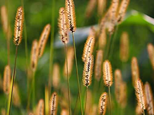Common Millet Types: Pearl, Foxtail, Finger, & Proso Millet