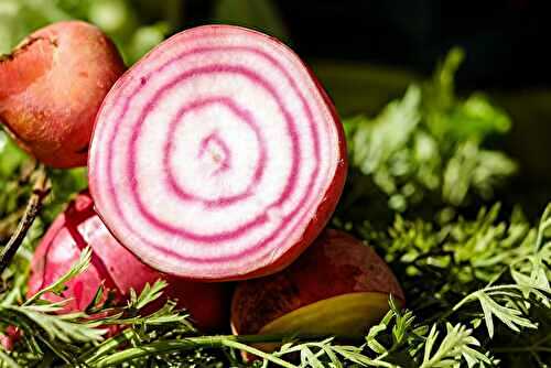 Chioggia Beets