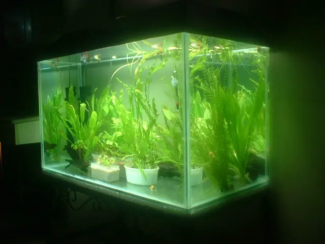 4 Tips to buying an Aquaponics kit