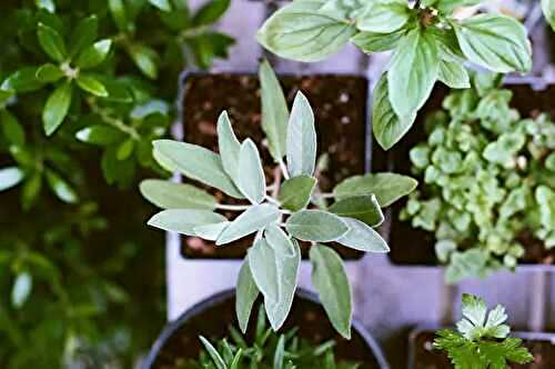4 Tips to growing your own herbs