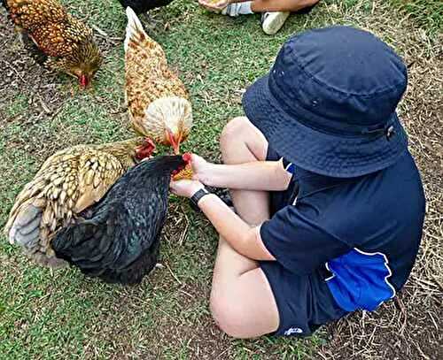 5 Dos and Don'ts of Raising Chickens