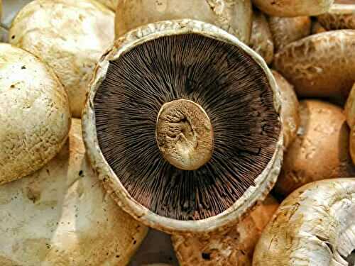 5 Things you need To Know about Growing Mushrooms